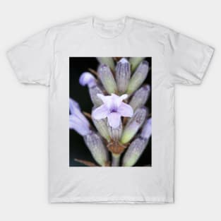 Macro shot of lavender flower T-Shirt